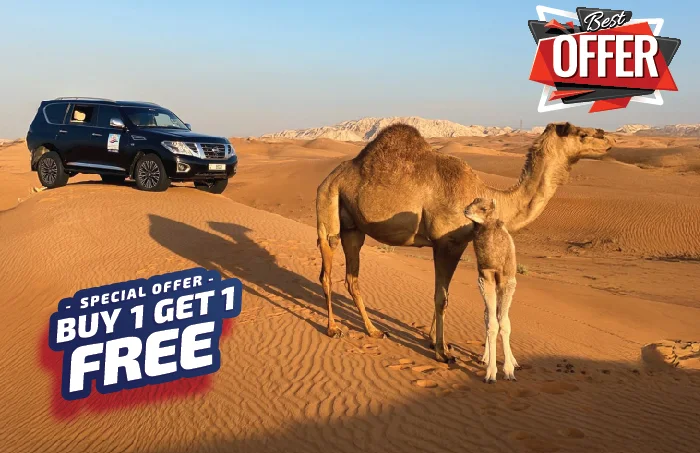 evening desert safari