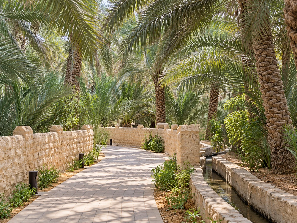 Al Ain Oasis palm trees and pathways